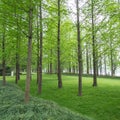 Pine trees in a green field Royalty Free Stock Photo