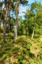 Pine trees in a green forest with blue sky and sunshine. Scenic landscape of lush leaves, plants and grass in a peaceful Royalty Free Stock Photo