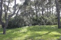 Pine trees with green grass