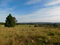 Pine trees, green grass lands, hilltops, streaky clouds in a blue sky