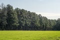 Pine Trees in a green grassy field Royalty Free Stock Photo