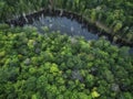 Pine Trees Green Lake Forest Swamp Aerial Royalty Free Stock Photo