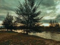 pine trees that grow on the beach with the sun rising on the eastern horizon as a background Royalty Free Stock Photo