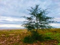 pine trees that grow on the beach with the sun rising on the eastern horizon as a background Royalty Free Stock Photo