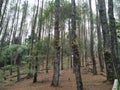 Pine trees that grow towering in the highlands