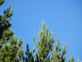 Pine trees growing against blue sky