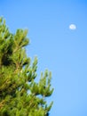 Pine trees growing against blue sky