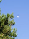 Pine trees growing against blue sky