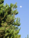 Pine trees growing against blue sky