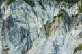 Pine Trees Growing on Dramatic and Rugged Rocky Mountains Cliffs