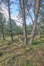 Pine trees growing in a forest with dry grass against a blue sky. Landscape of tall and thin tree trunks with bare Royalty Free Stock Photo