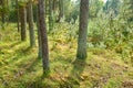 Pine trees growing in a forest with dry grass and green plants. Scenic landscape of tall and thin trunks with bare Royalty Free Stock Photo