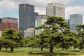 Pine trees growing in park in central Tokyo