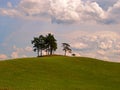 Pine trees on the hill in Masuria (Mazury)