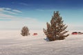 Pine Trees On An Icy Beach Royalty Free Stock Photo