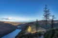 Pine trees illuminated by sun and wooden boardwalk in Glendalough. Wicklow Mountains, Ireland Royalty Free Stock Photo