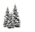 Pine trees isolated on white Royalty Free Stock Photo