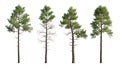 Pine Trees Isolated on White Background - Coniferous Forest Elements Royalty Free Stock Photo