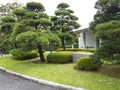 Pine trees in Japanese garden Royalty Free Stock Photo