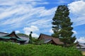 Pine trees at Japanese garden, Kyoto Japan Royalty Free Stock Photo