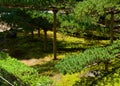 Pine trees of Japanese garden, Kyoto Japan Royalty Free Stock Photo