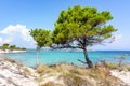 Pine trees on Karydi beach in Vourvourou, Sithonia peninsila, Chalkidiki, Greece