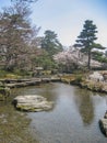 Pine trees, Kenrokuen gardens, Kanazawa, Japan Royalty Free Stock Photo