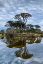 Pine trees lagoon reflections