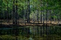 Pine trees and lake with reflections