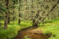 Pine trees leaning over a mountain stream in the high mountains of Arizona Royalty Free Stock Photo