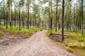 Pine trees on lichen covered sand dunes. Lichen is mostly Cladonia stellaris. Royalty Free Stock Photo