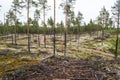 Pine trees on lichen covered sand dunes. Lichen is mostly Cladonia stellaris. Royalty Free Stock Photo