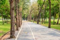 Pine trees lined the bike lane in the park.