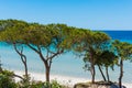 Pine trees in Maria Pia beach Royalty Free Stock Photo