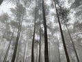 Pine trees in the middle of foggy forest Royalty Free Stock Photo