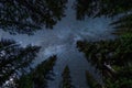Pine trees with with milky way in the night sky Royalty Free Stock Photo