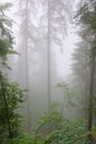 Misty pine trees in an alpine forest Royalty Free Stock Photo