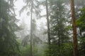 Misty pine trees in an alpine forest Royalty Free Stock Photo