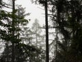 Misty pine trees in an alpine forest Royalty Free Stock Photo