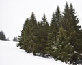 Pine Trees and Mountain Kopaonik in Serbia, Europe Royalty Free Stock Photo