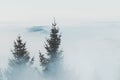 Pine Trees Among Mountain Mists