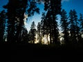 Pine trees on mountain of sequoia national forest