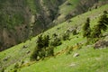 Pine trees on mountain slope. Royalty Free Stock Photo