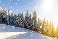 Pine trees in mountains and falling snow in fairy tale winter sunny morning. Soft ligth vintage effect. Royalty Free Stock Photo