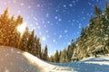 Pine trees in mountains and falling snow in fairy tale winter sunny morning. Soft ligth effect. Royalty Free Stock Photo