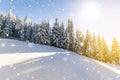 Pine trees in mountains and falling snow in fairy tale winter sunny morning. Soft ligth effect.