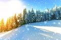 Pine trees in mountains and falling snow in fairy tale winter sunny morning. Soft ligth vintage effect. Royalty Free Stock Photo