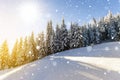 Pine trees in mountains and falling snow in fairy tale winter sunny morning. Soft ligth vintage effect. Royalty Free Stock Photo