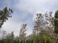 Pine trees at the mountains, west java 2017