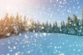 Pine trees in mountains in winter sunny day